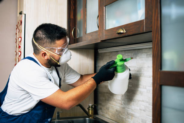 Best Local Pest Control Services  in Oracle, AZ