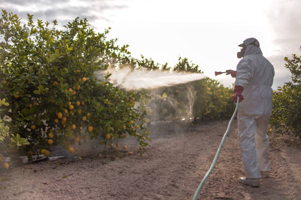 Best Local Pest Control Services  in Oracle, AZ