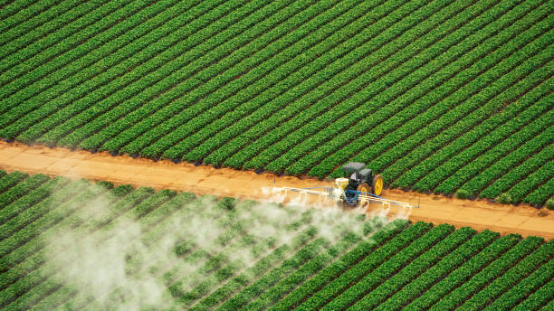 Best Pest Removal Services  in Oracle, AZ