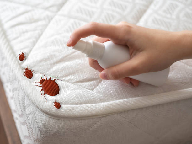 Insect Control in Oracle, AZ